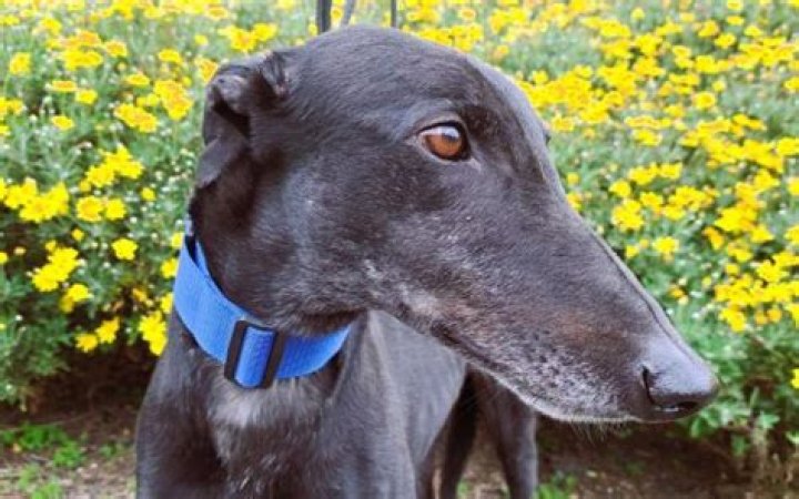 Greyhound Check-In Time: A Comprehensive Guide for Smooth Travel