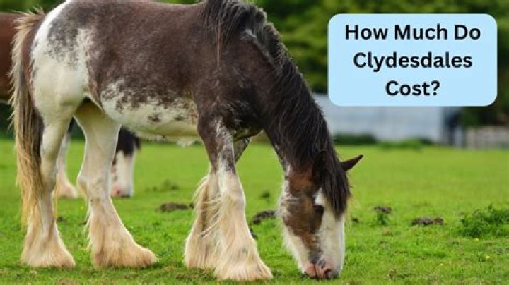How Much is a Clydesdale: Understanding the Price and Value of These Majestic Horses