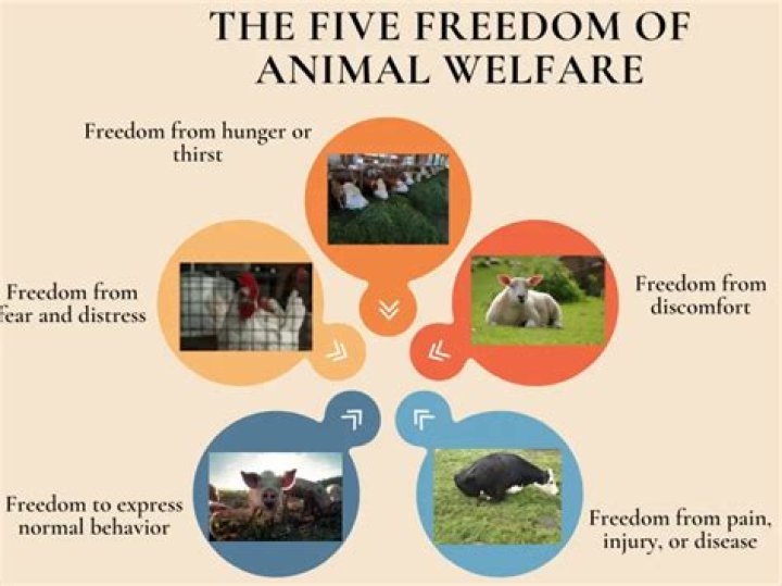 Portland Humane: A Comprehensive Guide to Supporting Animal Welfare in Portland